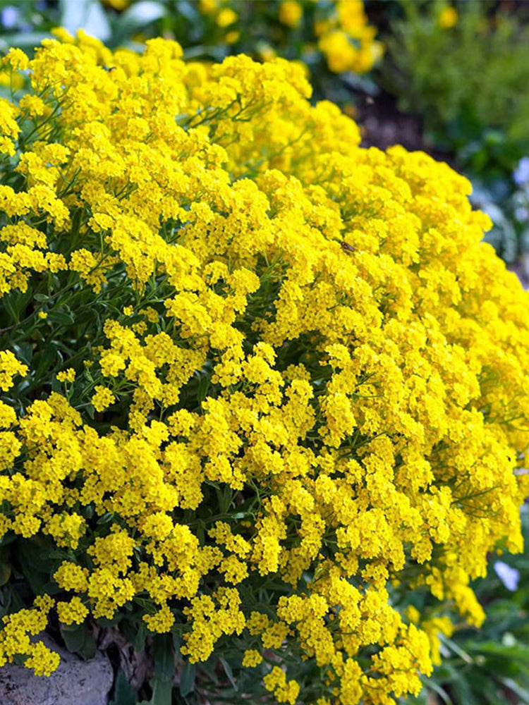 Mountain Alyssum