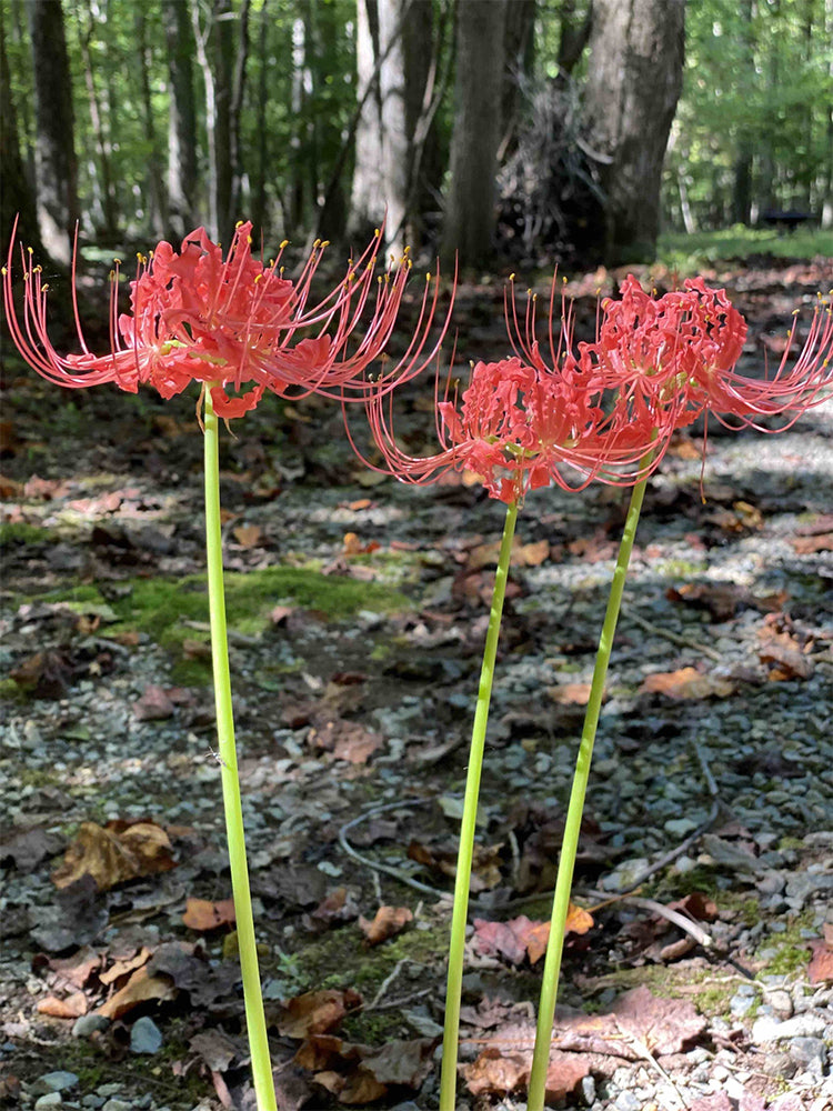 Red Spider Lily