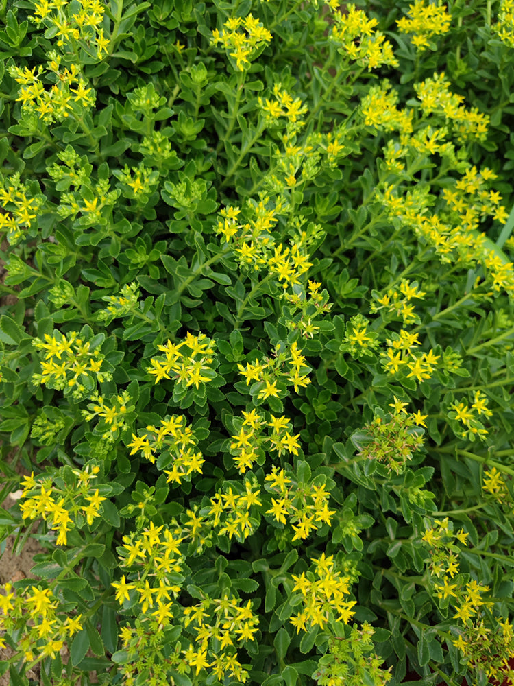 Sedum aizoon