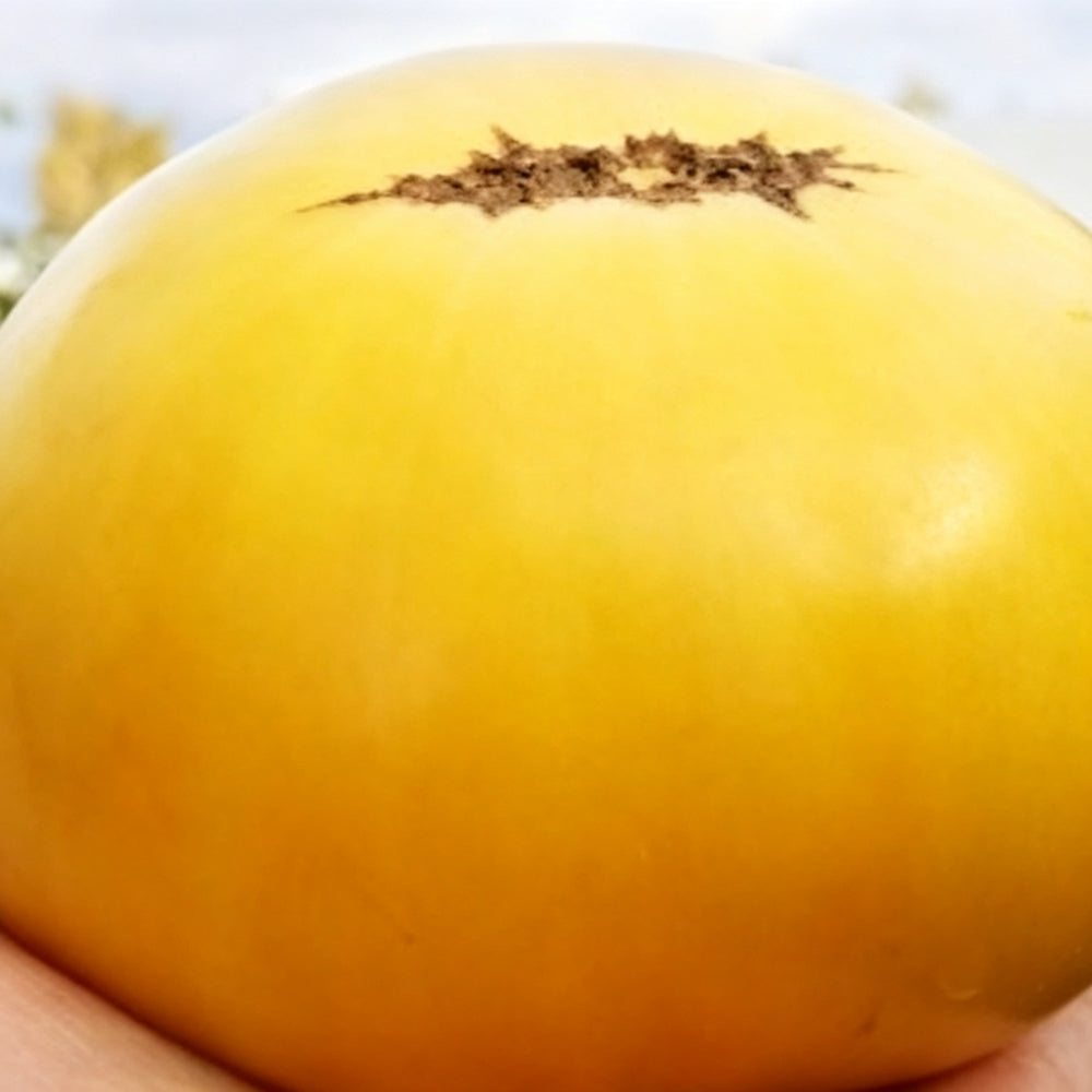 797 Golden Buddha Tomato