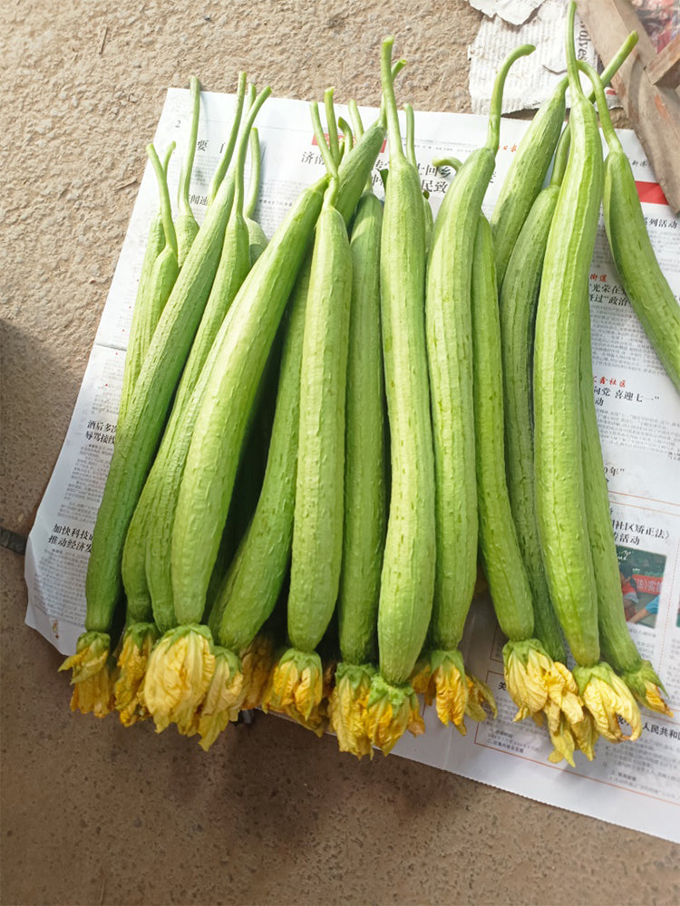 Jiamei 60 Long Sponge Gourd