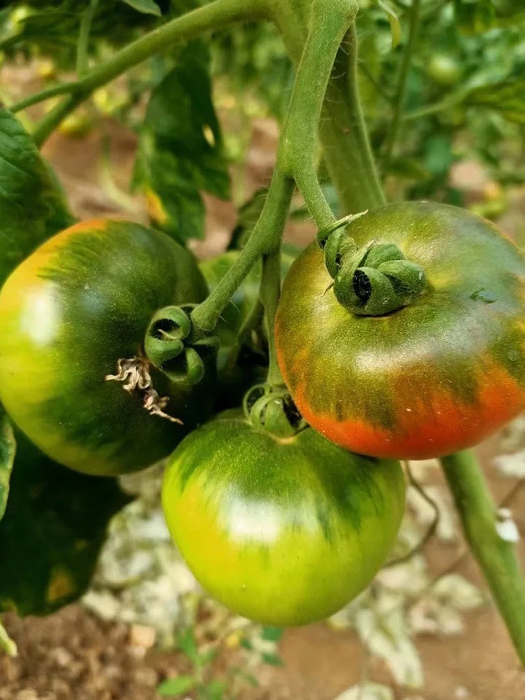 Super Sweet Sandy Strawberry Tomato