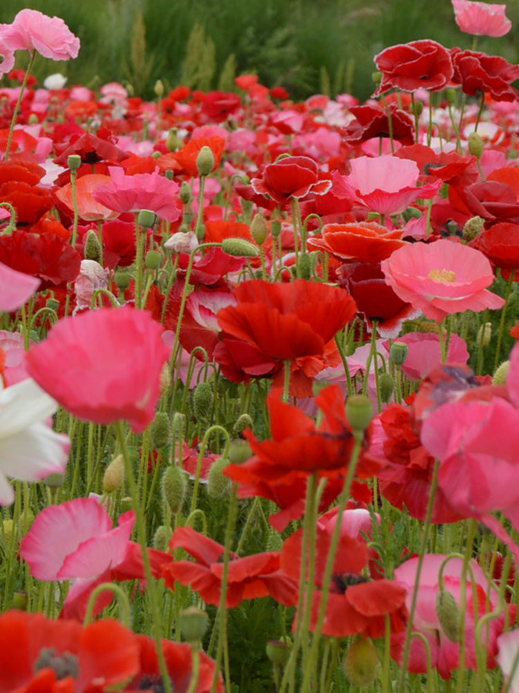Corn Poppy Mixed Colors