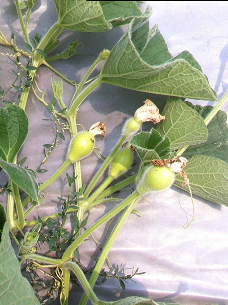 Edible Bottle Gourd