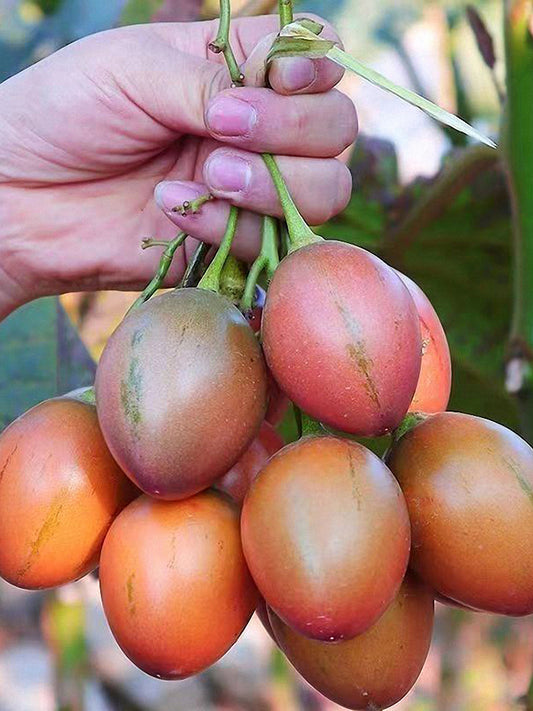 Tree tomato (Solanum betaceum Cav.)