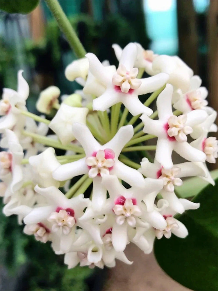 Hoya australis