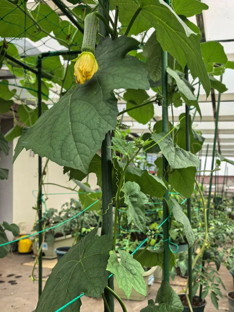 Yucui No.2 Large-Fleshed Luffa