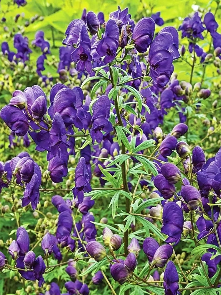 European Aconite