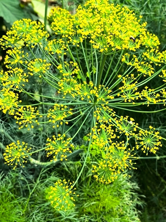 ANE02 Dill