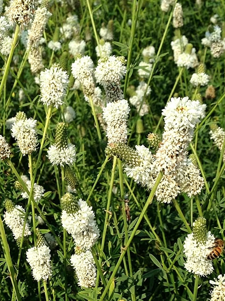 White Prairie Clover