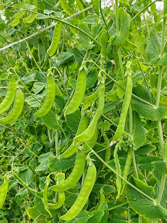 White Flower Double Pod Snow Pea