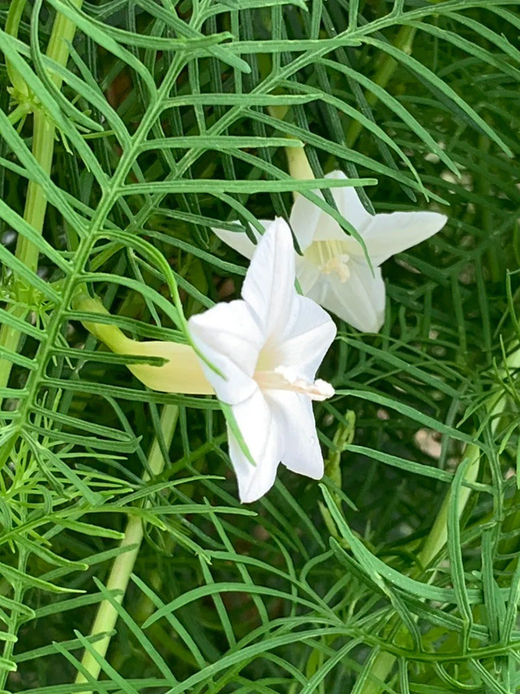 White Cypress Vine
