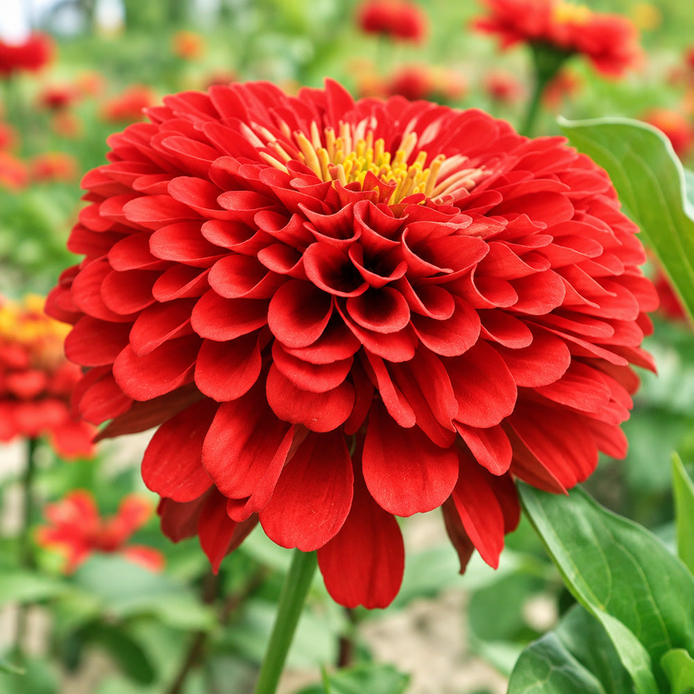 W1351 Large-Flowered Deep Red Zinnia