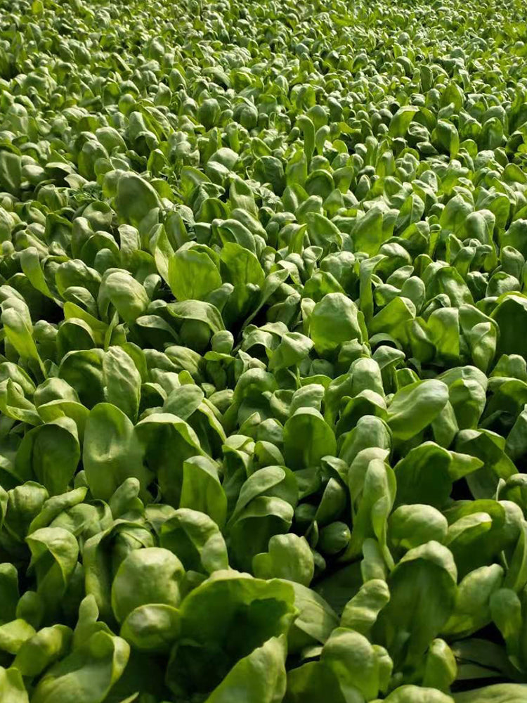 Large-Leaf Chrysanthemum Greens