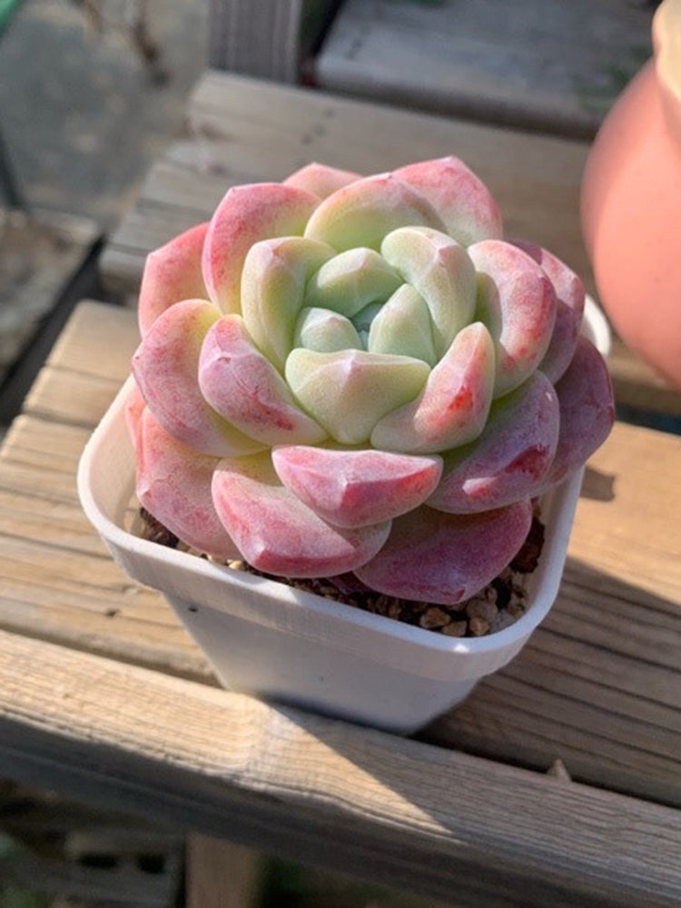 Echeveria Lauii