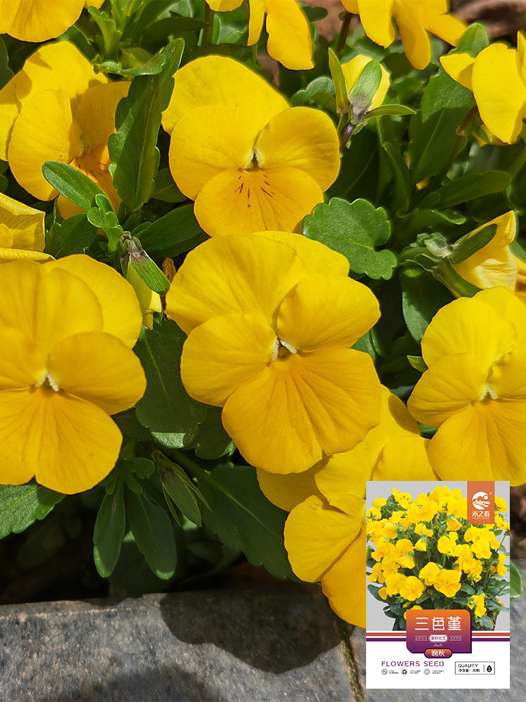 Hezhichun Pansy 'Late Autumn'