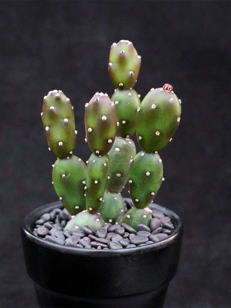 Opuntia debreczyi 'Little Clay Figure'