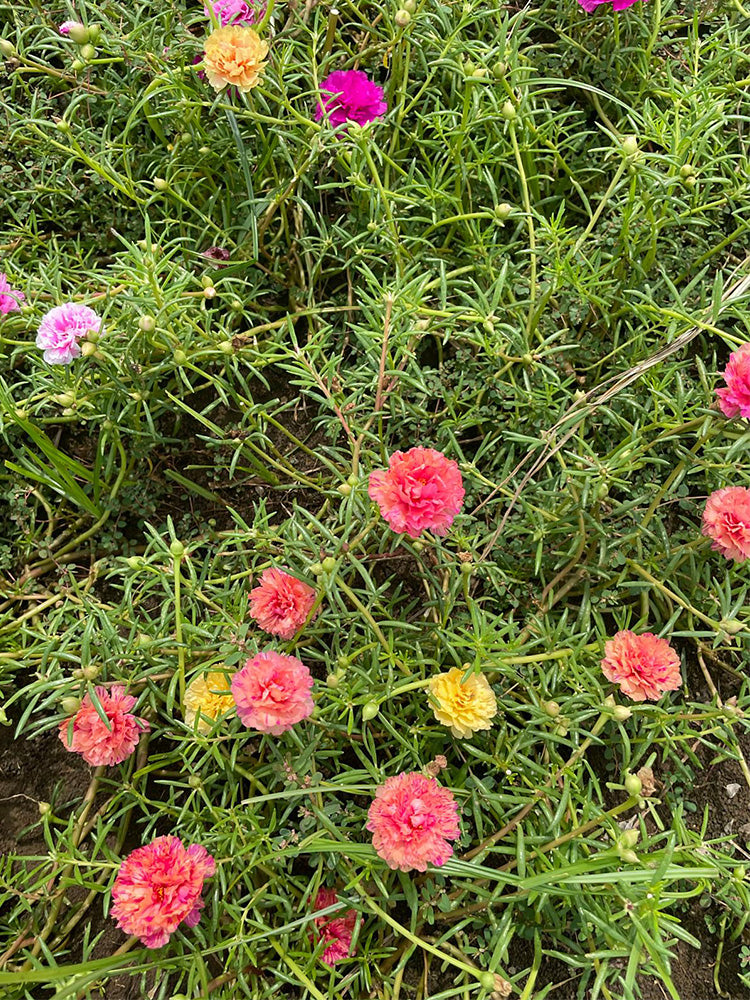 Hezhichun Mixed Double Portulaca