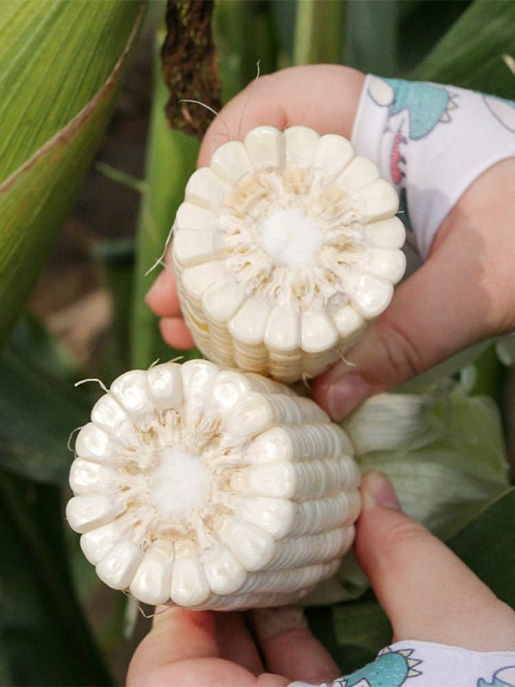 Aotiannuo 75 Sweet Waxy Corn