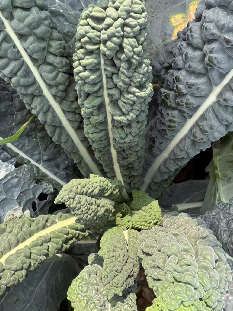 Dinosaur Kale