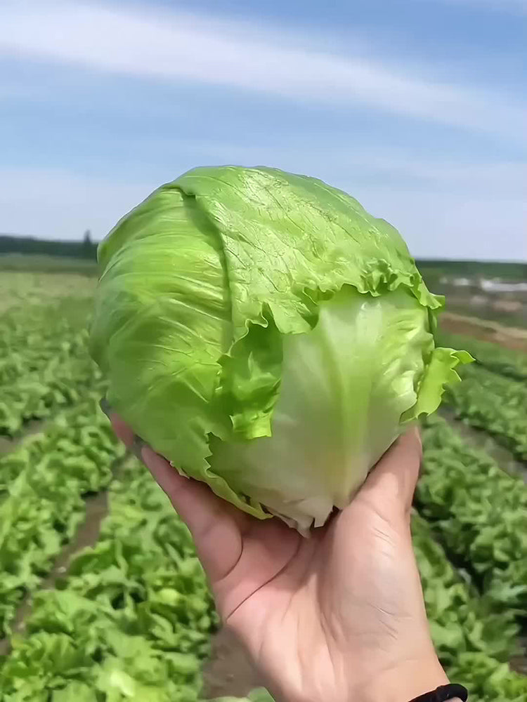 Green Ball Lettuce