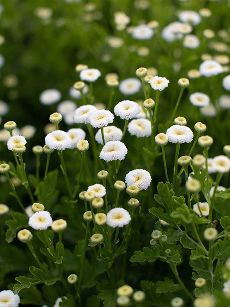 Feverfew 'Snowball'