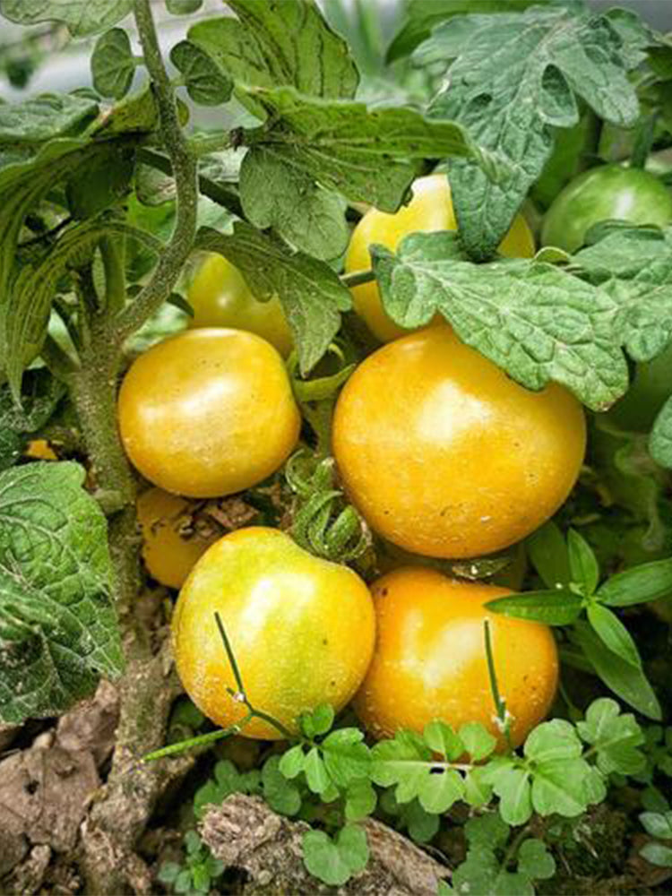 'Jinmeixiuzhu' Cherry Tomatoes