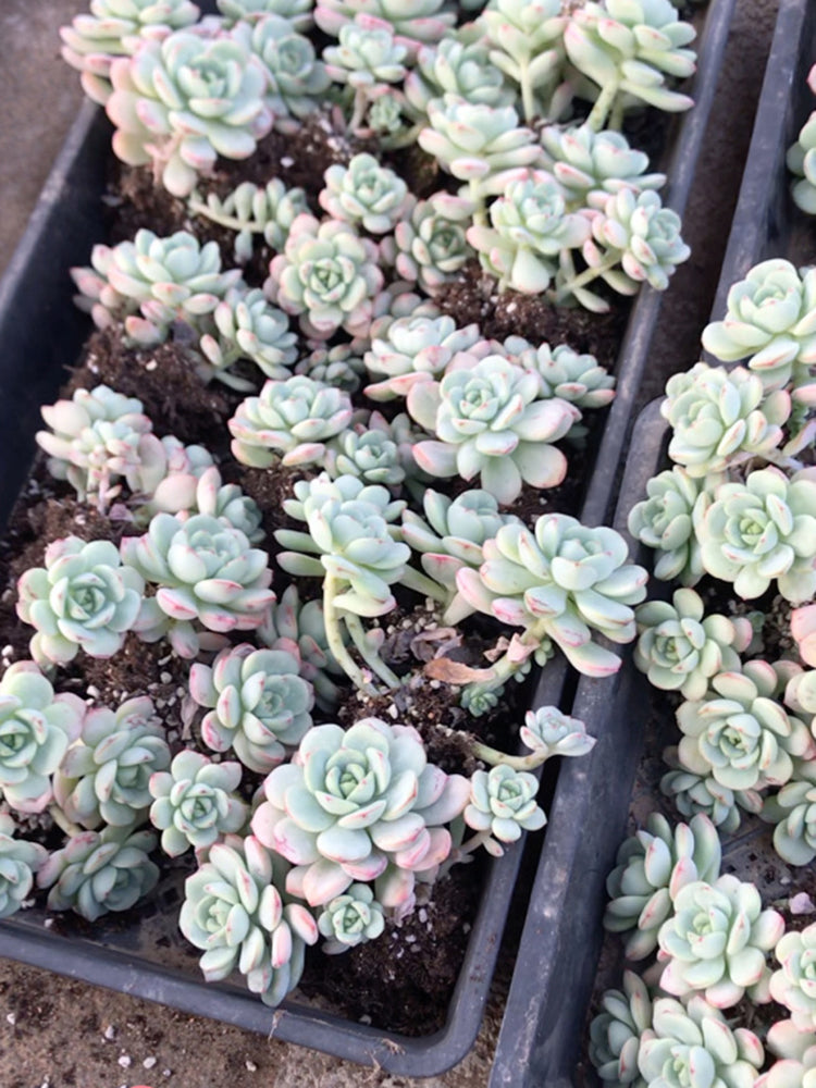 Echeveria Crassula Var 4.0