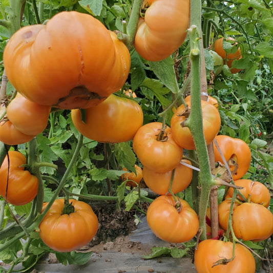 705 Amber Baron Tomato