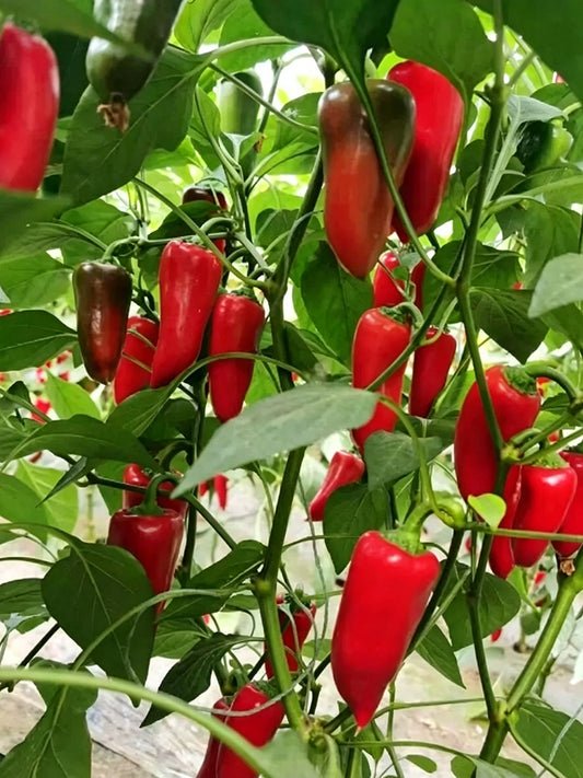 Mixed Color Fruit Pepper