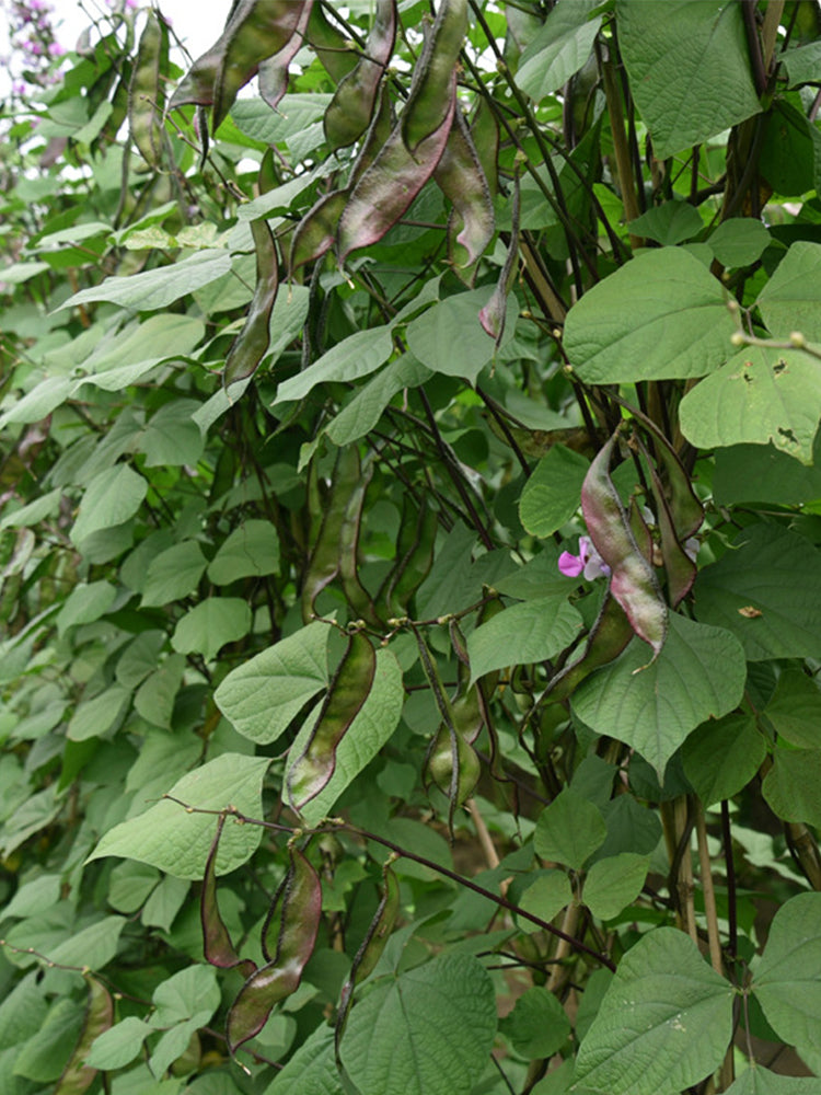 Purple-edged Hyacinth Beans