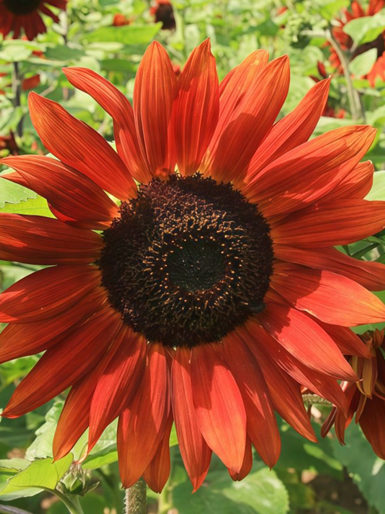 'Magician' Ornamental Sunflower