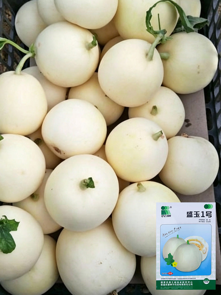 Shengyu No.1 F1 Melon