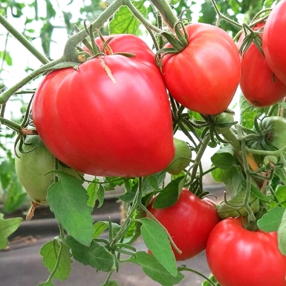 820 Strawberry Heavyweight Tomato