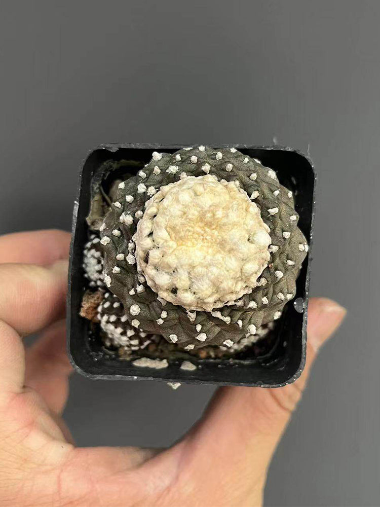 Copiapoa tenuissima f. monstruosa