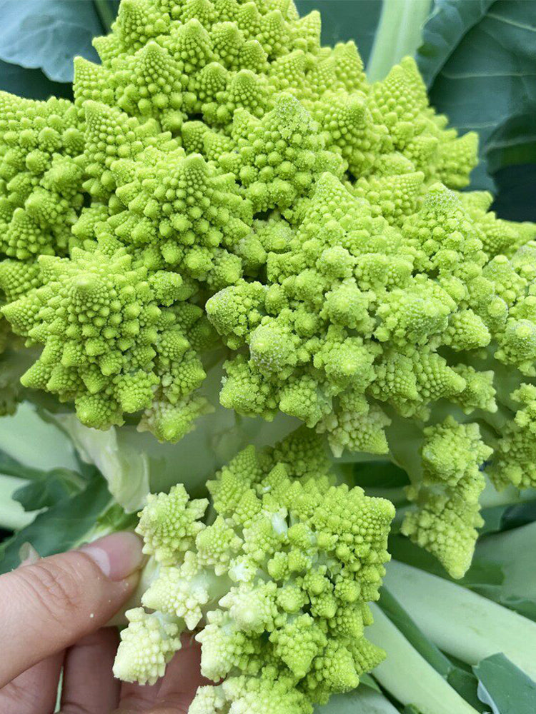 Dutch White Pagoda Cauliflower
