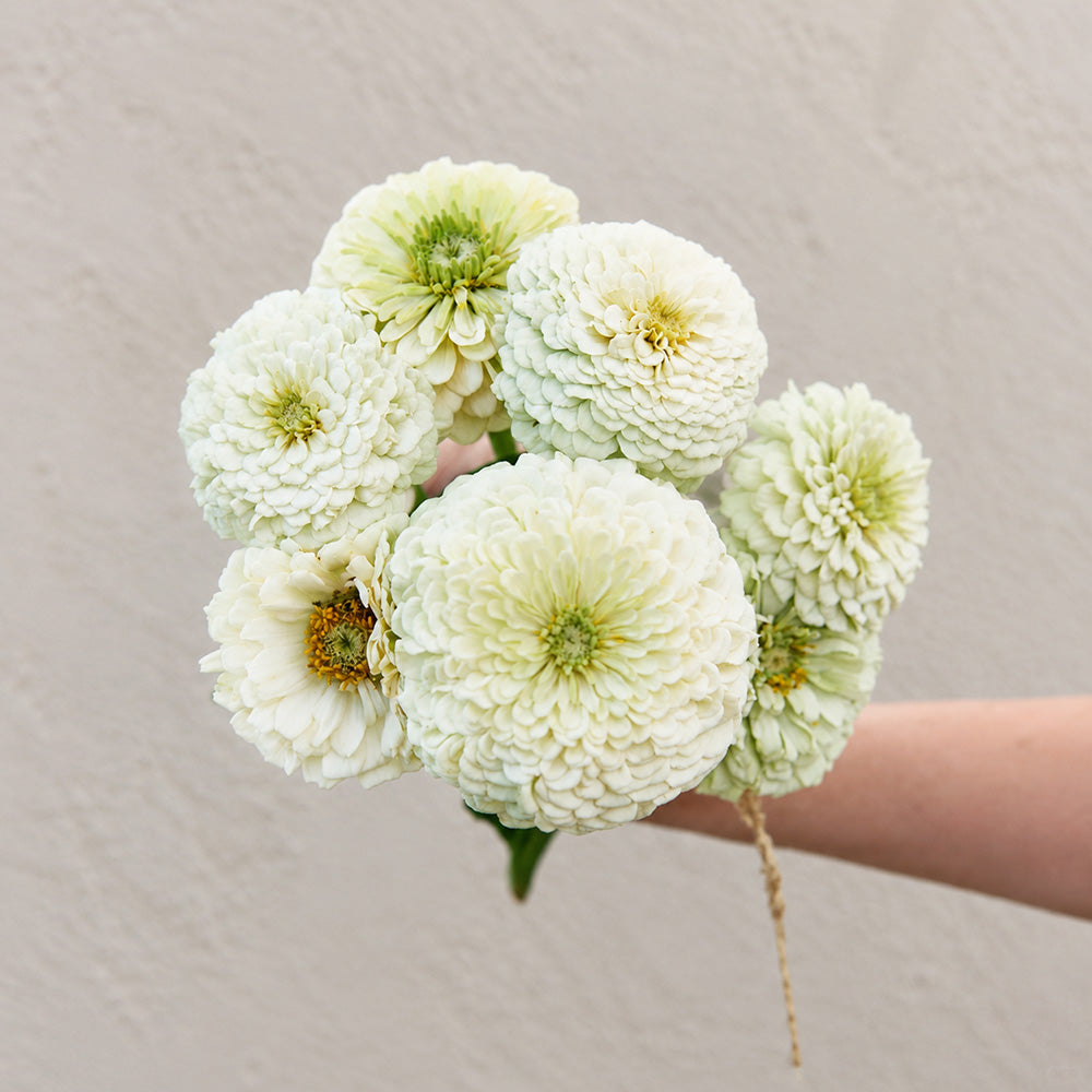 W1350 Large-Flowered White Zinnia