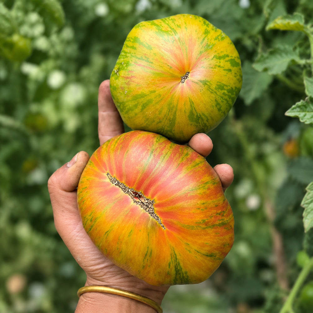 86 Green Copia Tomato