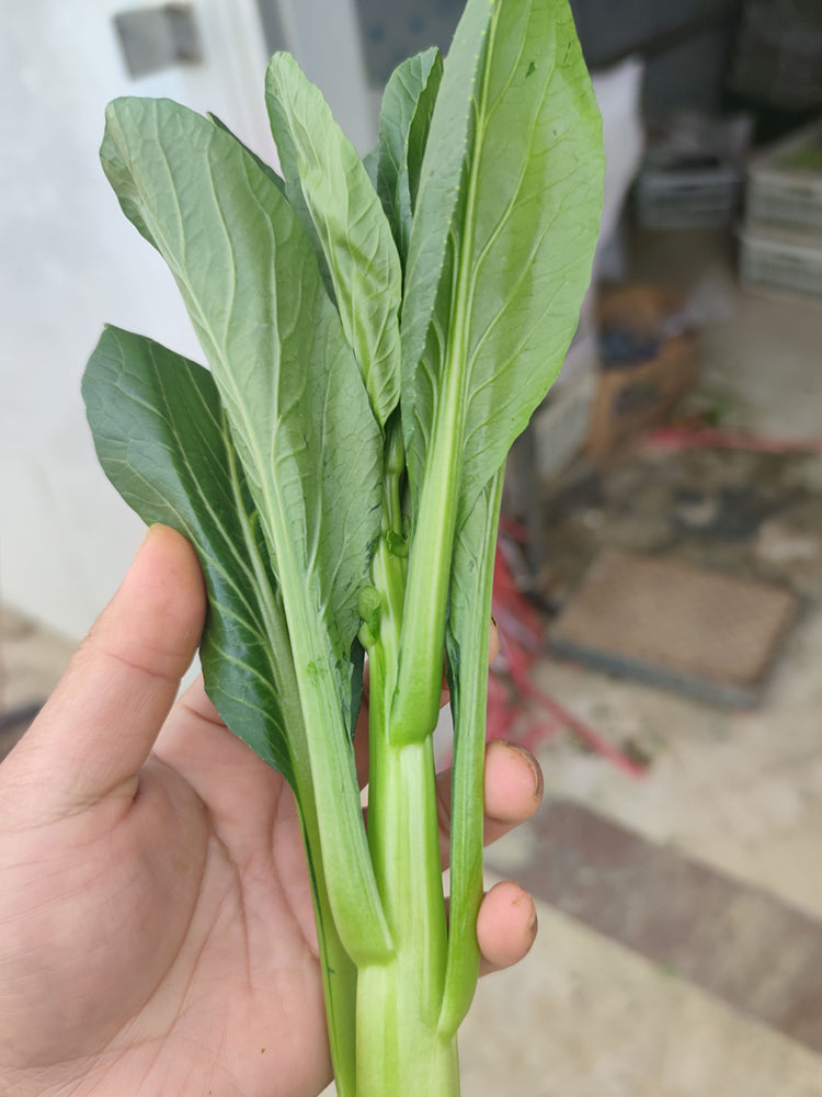 Meiqi No.2 Sweet Choy Sum