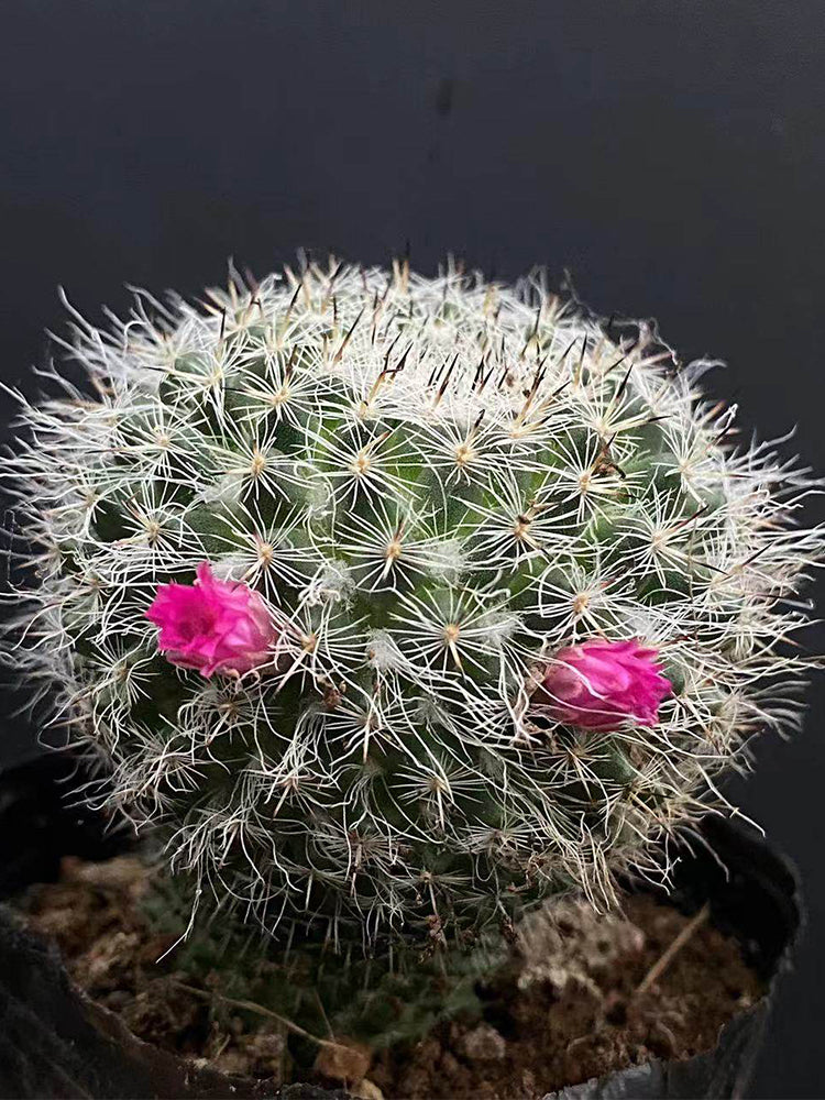 Mammillaria hahniana