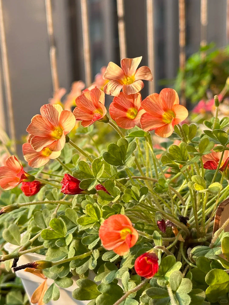 Oxalis versicolor 'Cherry Cream'