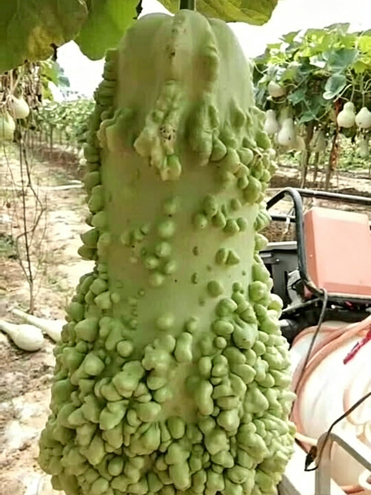 Knobbly Flower Head Gourd