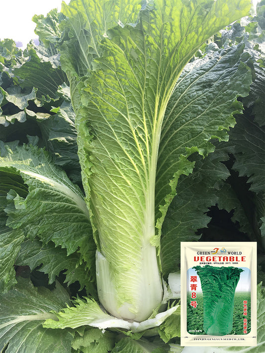 'Cuiqing No.8' Chinese Cabbage