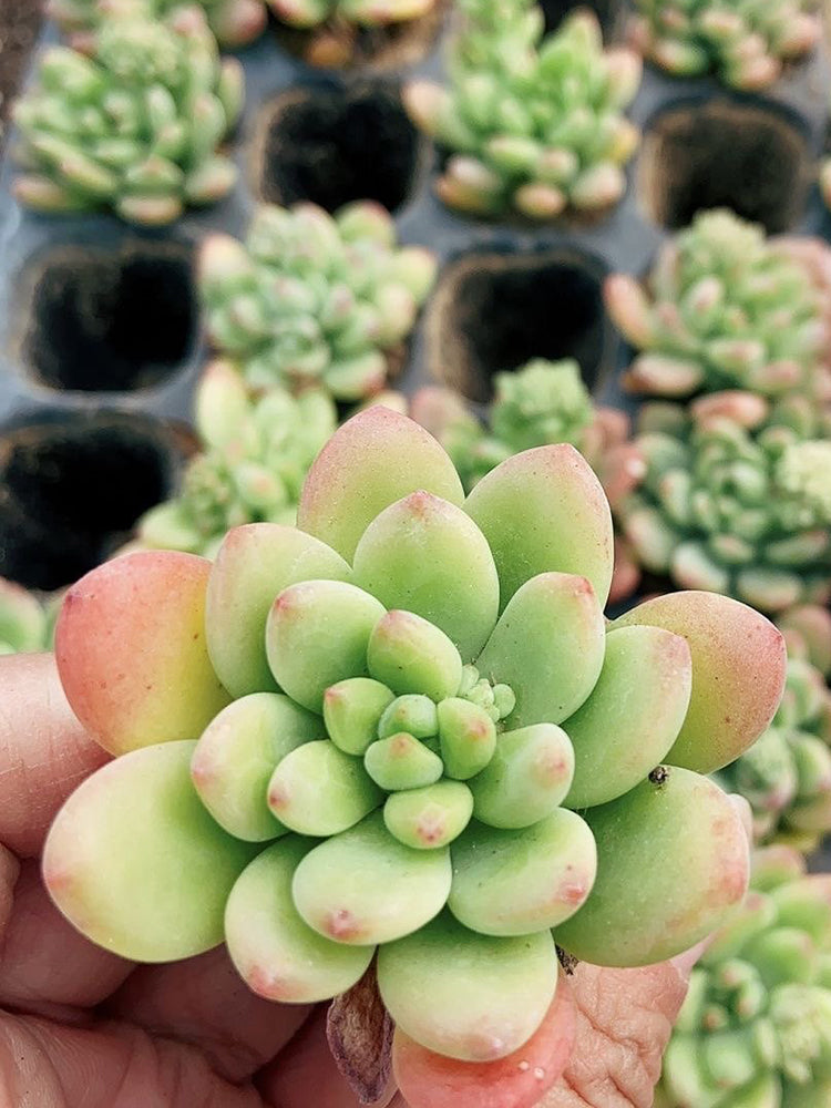 Echeveria cv. 'Shangri-La'