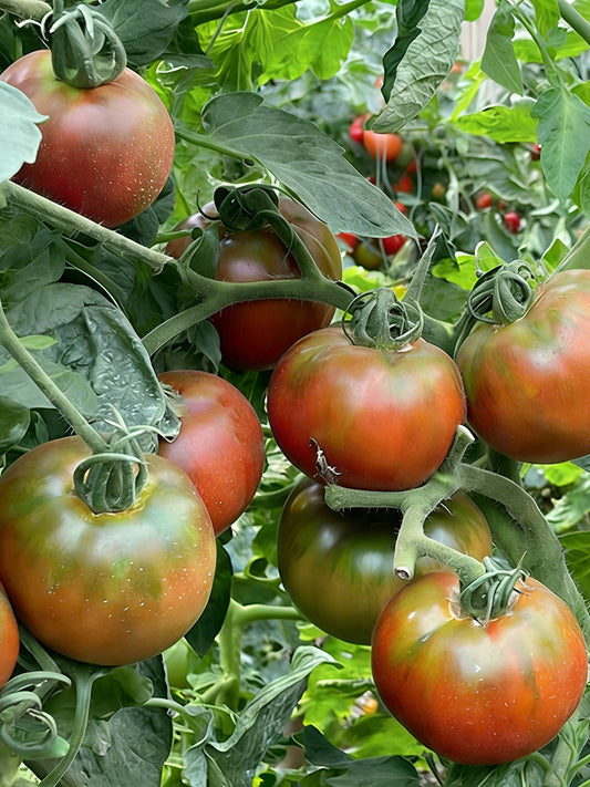 Super Sweet Sandy Strawberry Tomato