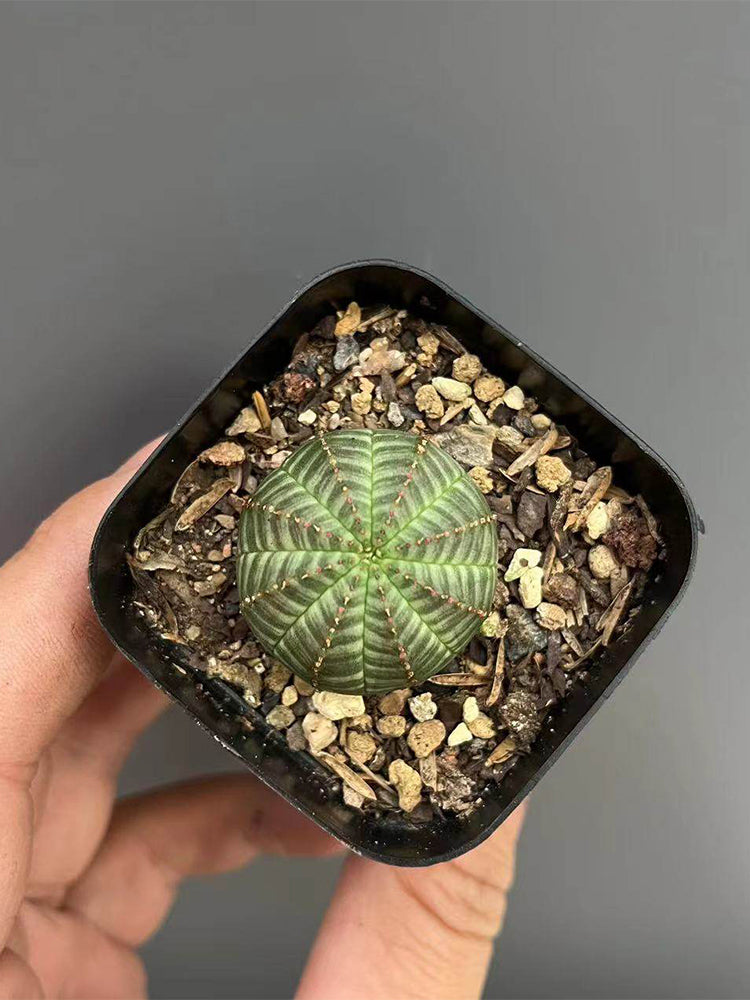 Euphorbia obesa 'Baseball' Live Succulent