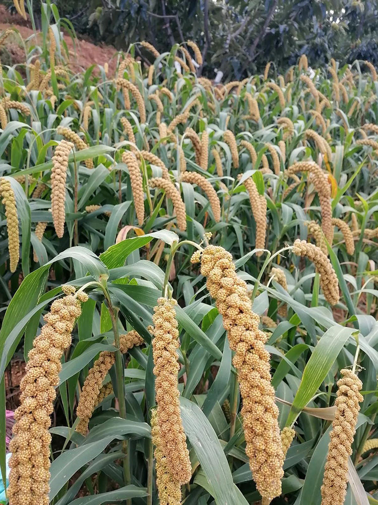 Jugu 36 Foxtail Millet