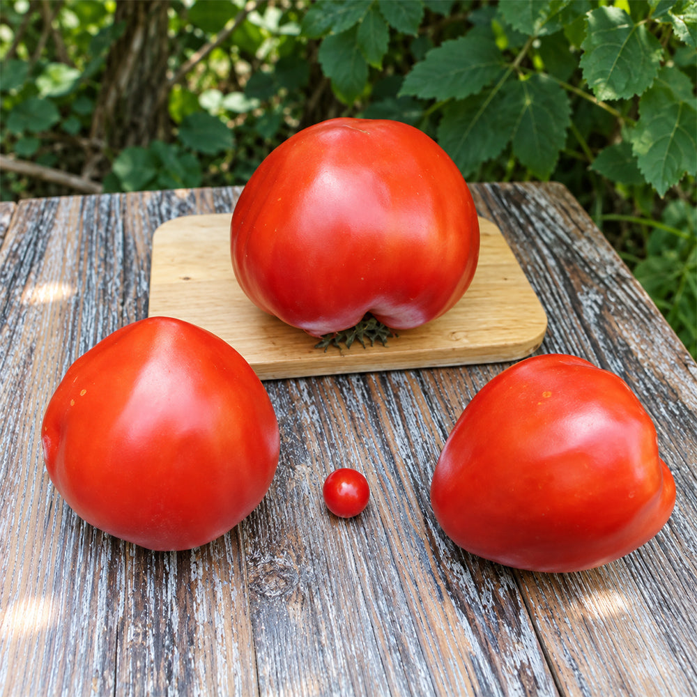 279 Minusinsk Giant Tomato