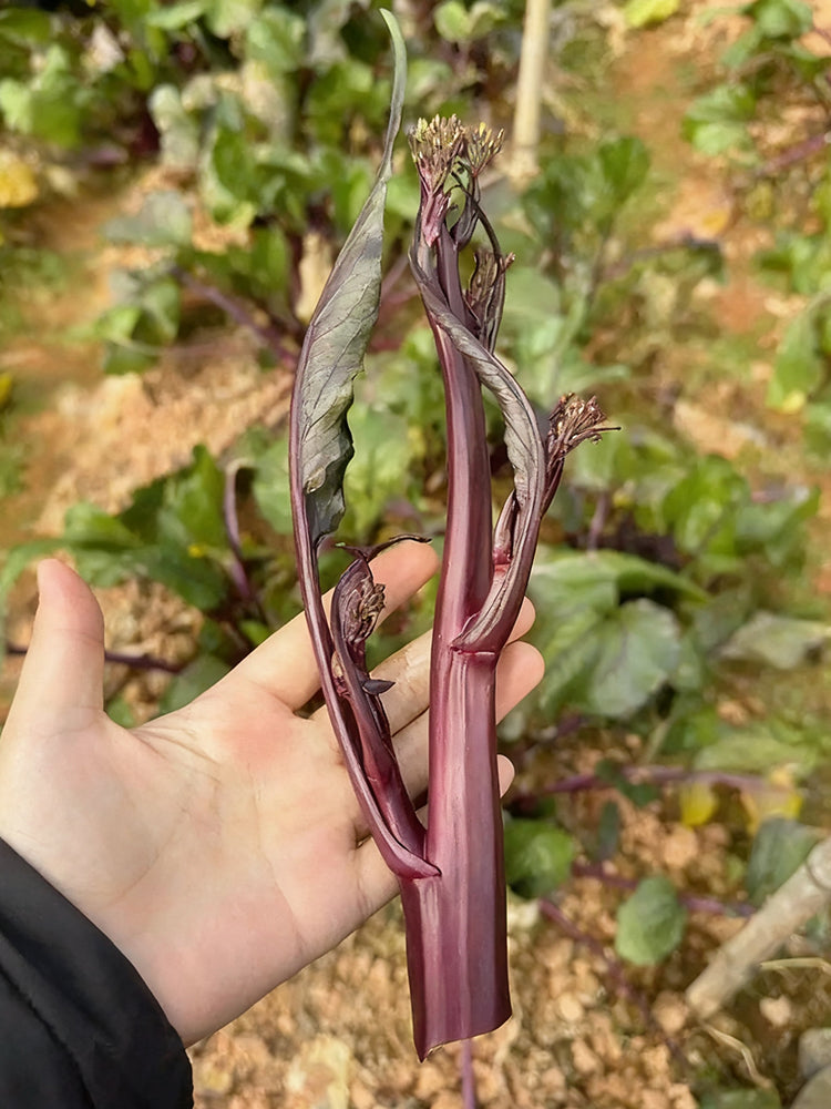 'Hongxiu 58' Flowering Stalk