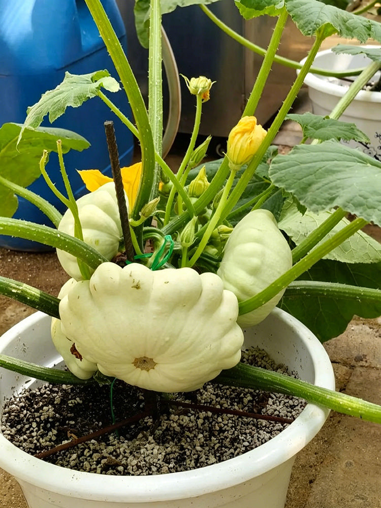 White Flying Saucer Squash